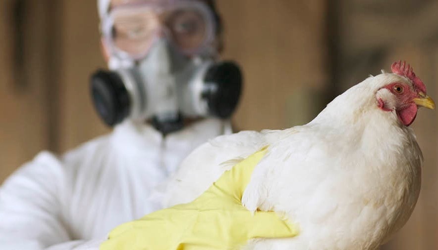 Chuyên gia dịch tễ: Không nên chủ quan với cúm A/H5N1 -0