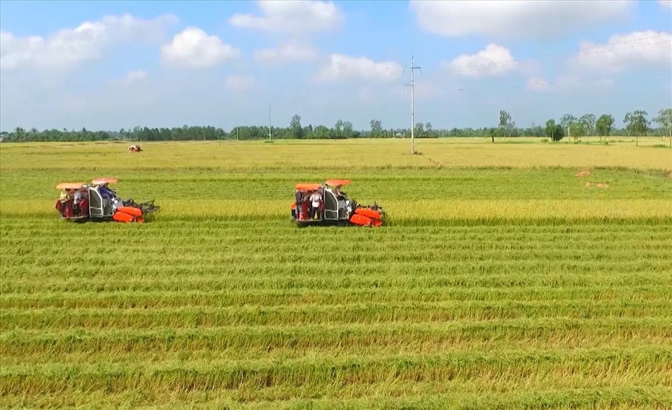 Mở rộng hạn mức giao đất nông nghiệp để tạo thuận lợi cho tích tụ đất đai. Ảnh ITN