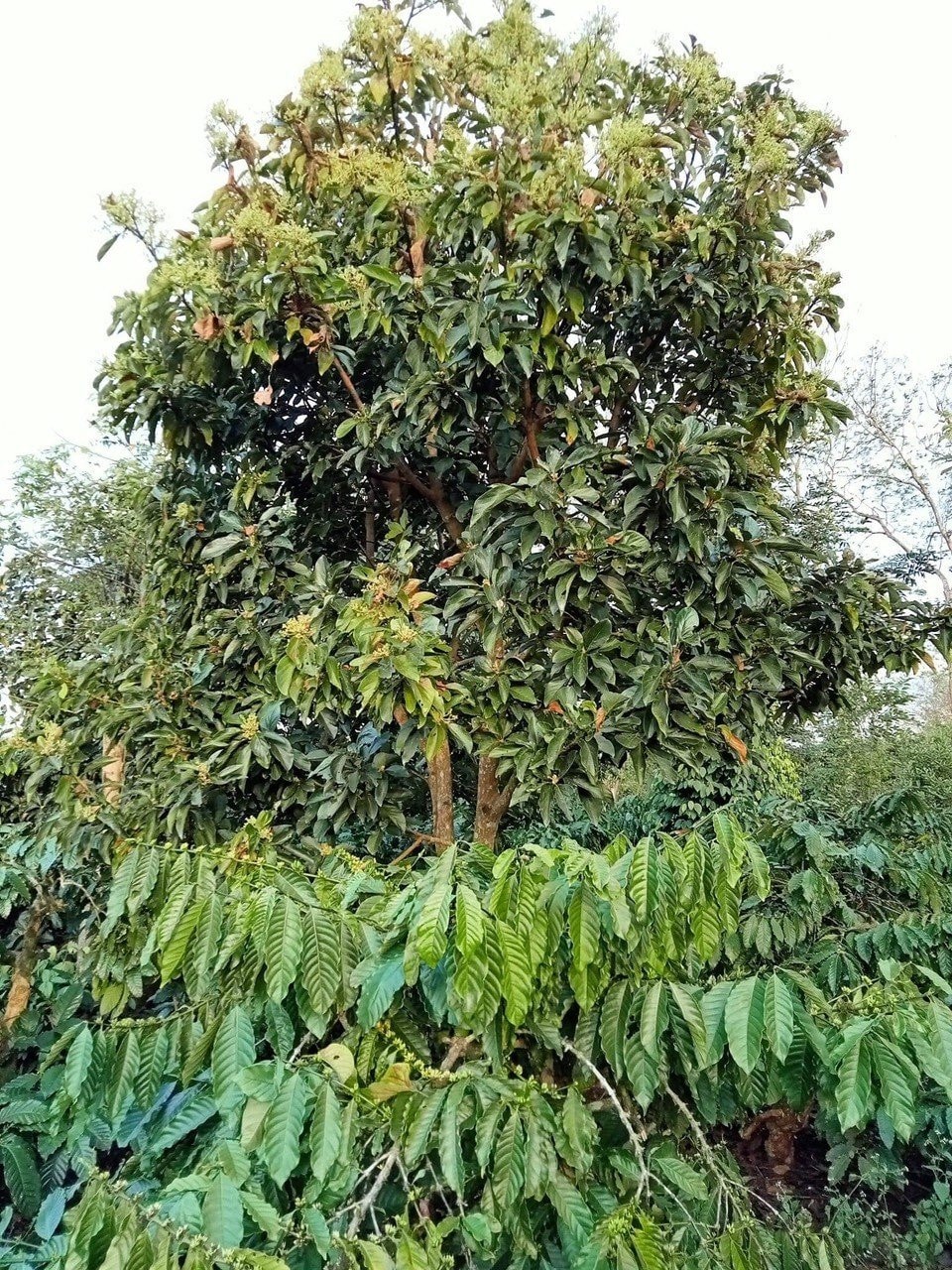 Phát triển mô hình cà phê ba tầng sinh thái -0