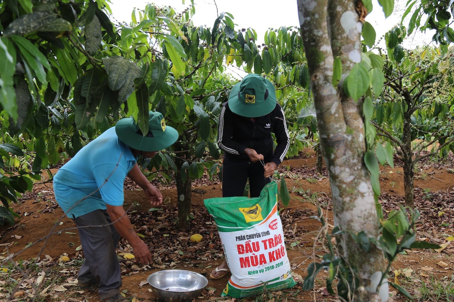 Phát triển mô hình cà phê ba tầng sinh thái -0