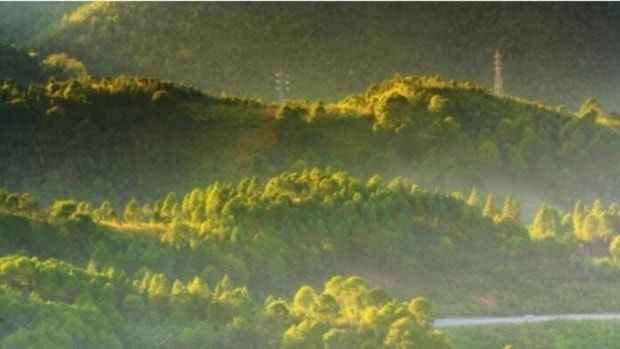 Myanmar moves to conserve forest to protect biodiversity -0