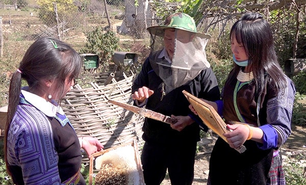 Nghề nuôi ong lấy mật ở huyện Mù Cang Chải đang mang lại thu nhập ổn định cho nhiều hộ gia đình - Nguồn: yenbai.org.vn
