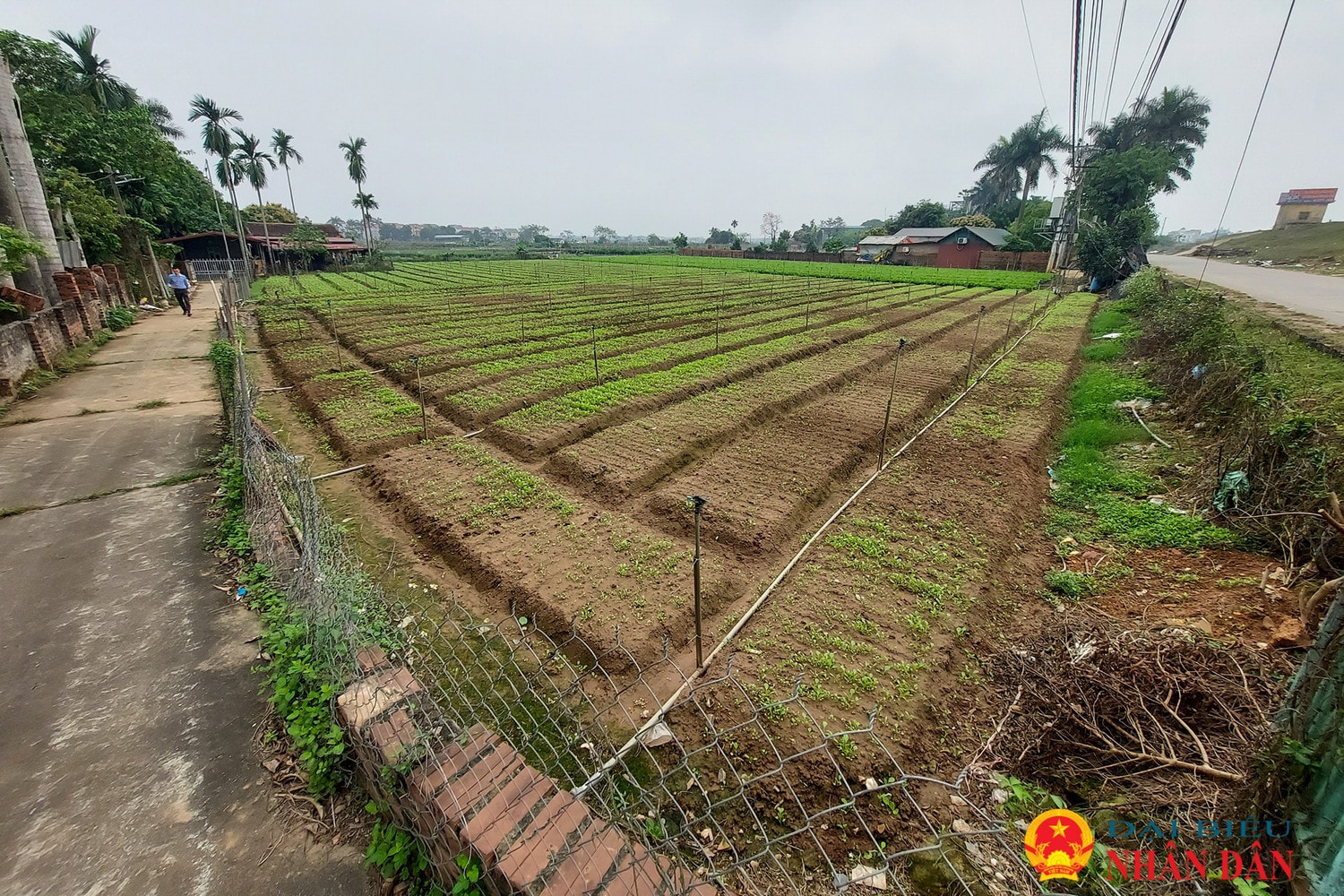 Hàng loạt hộ dân ở ngoại thành Hà Nội đứng trước nguy cơ “mất nhà”