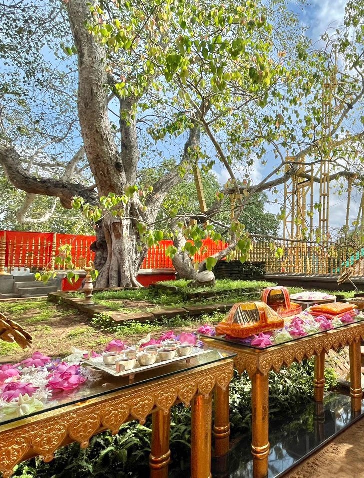 Cây bồ đề Vĩ đại Cát tường hơn 2300 tuổi - báu vật của đất nước Sri Lanka