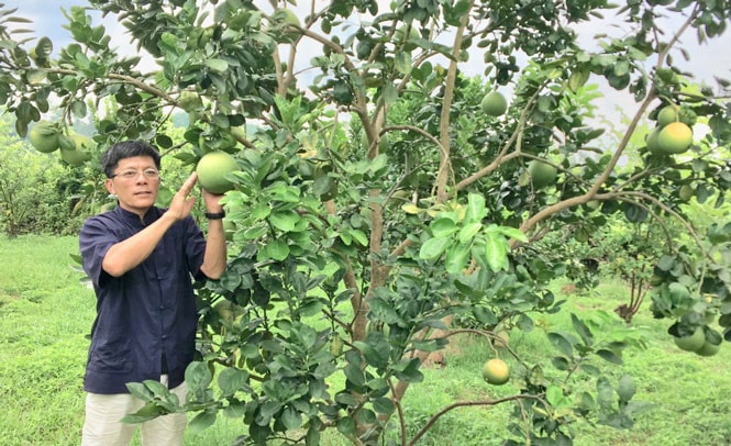 Nhờ nuôi ong mà các loại cây ăn quả trong vườn tăng khả năng thụ phấn, tạo nhiều quả - Ảnh: ITN