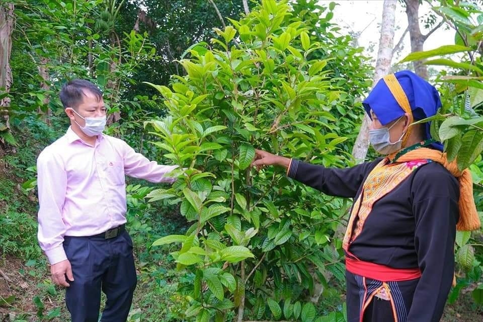Khi đất cằn phủ màu no ấm -0