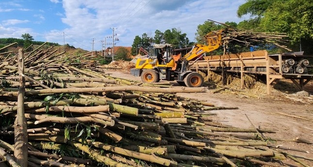 Khó khăn trong truy xuất nguồn gốc gỗ, nhiều doanh nghiệp chưa được hoàn thuế lên tới hàng nghìn tỷ đồng. Ảnh ITN