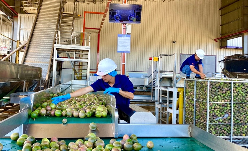 Công nhân làm việc tại nhà máy sản xuất, chế biến chanh dây ở KCN Trà Đa, TP. Pleiku, Gia Lai Nguồn: ITN