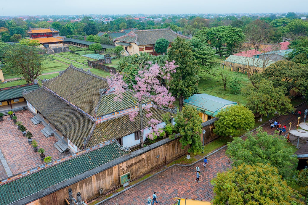 Ngô đồng đua nhau khoe sắc trong Đại Nội Huế -0
