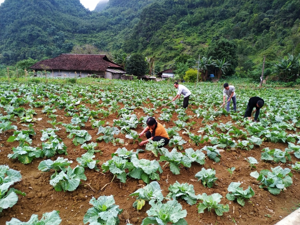 Cao Bằng: Dự án hỗ trợ kinh doanh cho nông hộ giải ngân trên 620 tỷ đồng -0