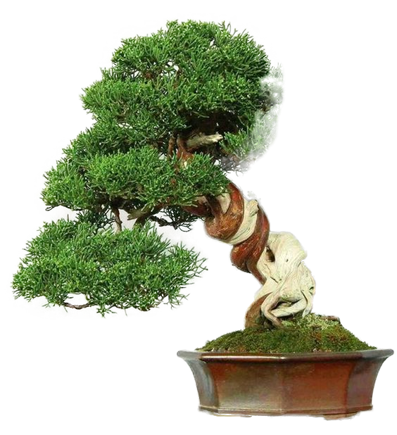 Con đường tương lai -0