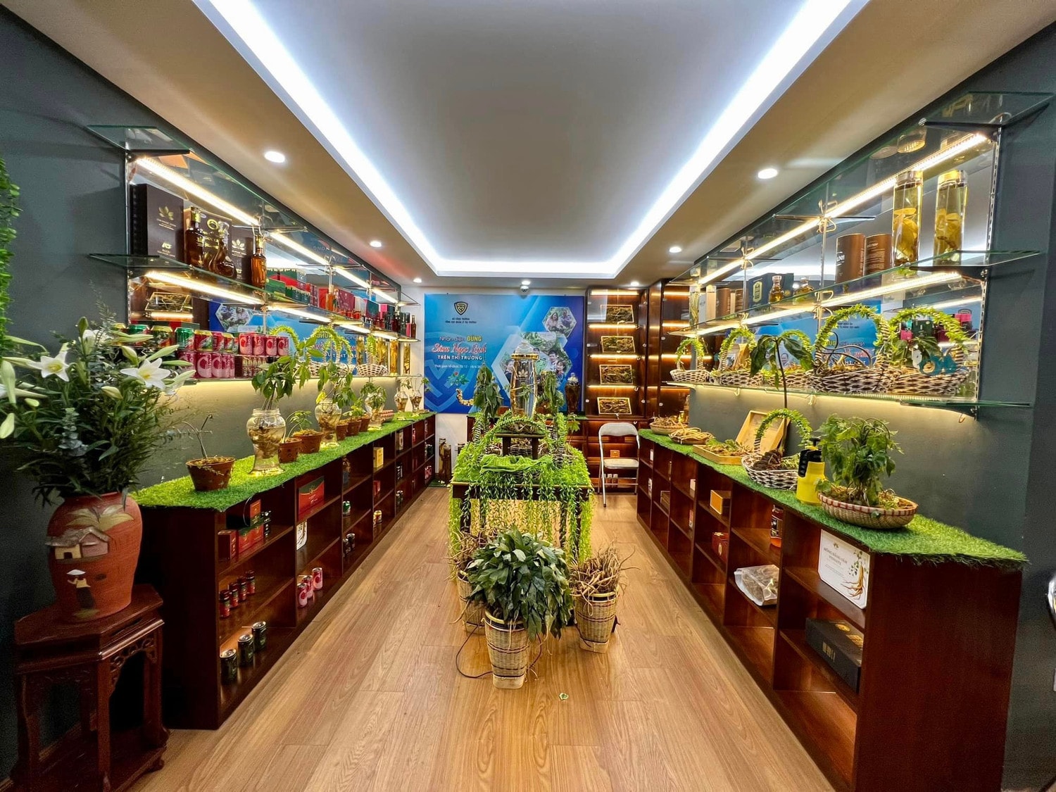 Nhận diện đúng Sâm Ngọc Linh trên thị trường -0
