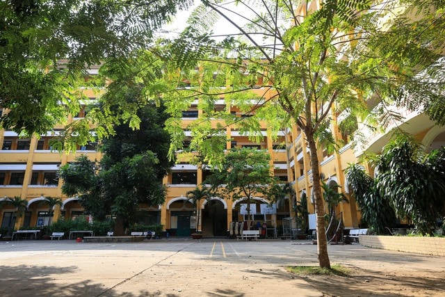 Đảm bảo an toàn đối với hệ thống cây xanh trong trường học -0