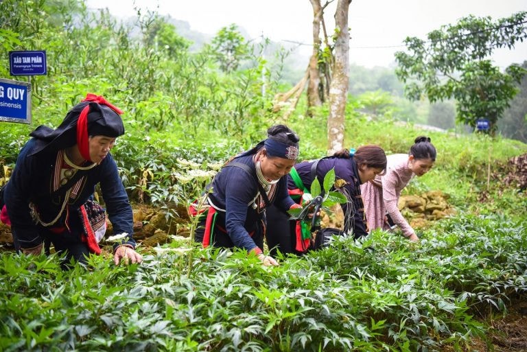 Việc trồng cây dược liệu đã giúp đồng bào dân tộc thiểu số nâng cao đời sống - Nguồn: dulichbavi.com.vn