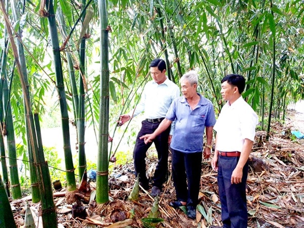 Ông Nguyễn Văn Tấn (giữa) giới thiệu mô hình trồng tre Điền Trúc của gia đình - Nguồn: Báo Cần Thơ
