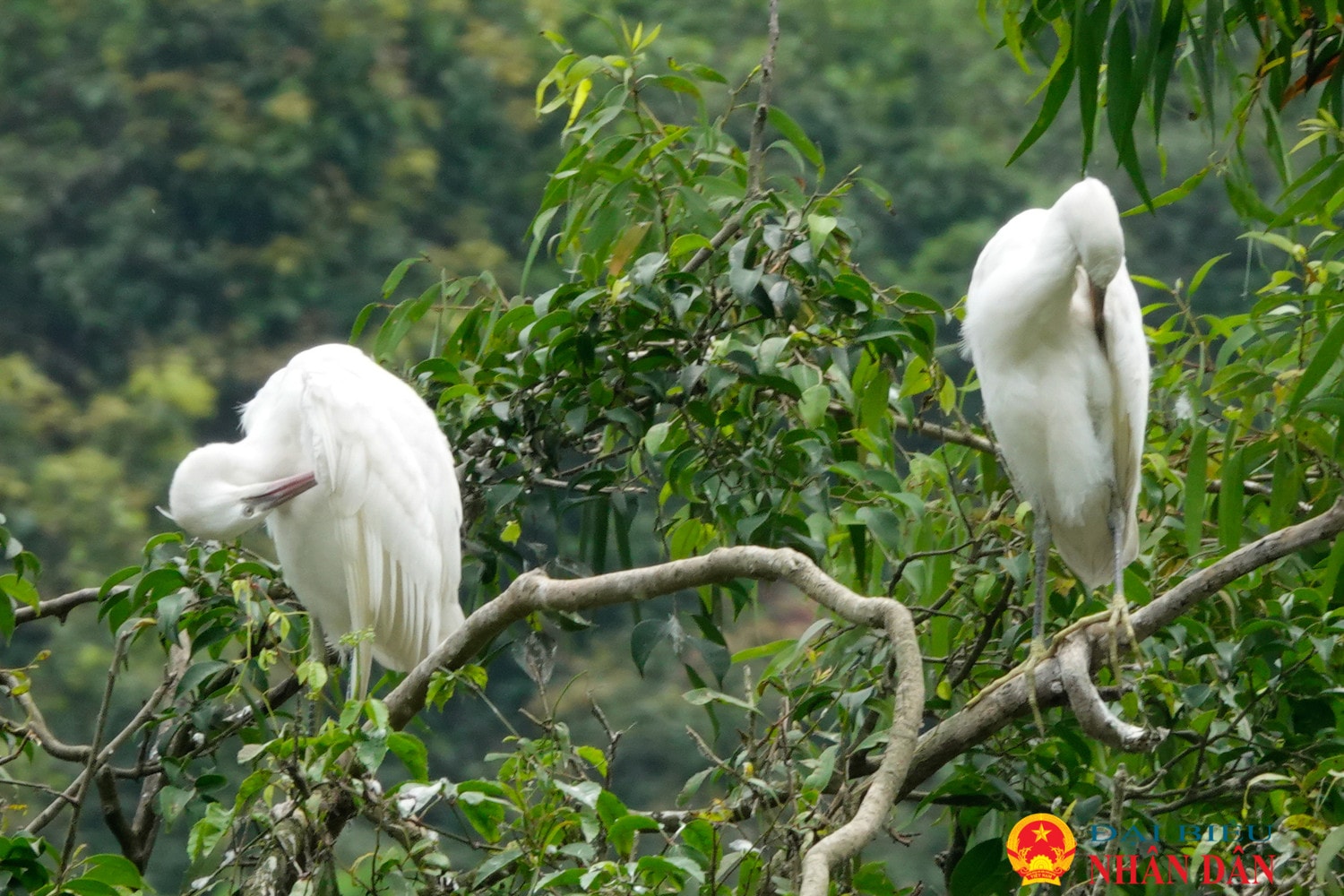Ninh Bình: Lạc vào xứ sở các loài chim ở Thung NhamNinh Bình: Lạc vào xứ sở các loài chim ở Thung Nham
