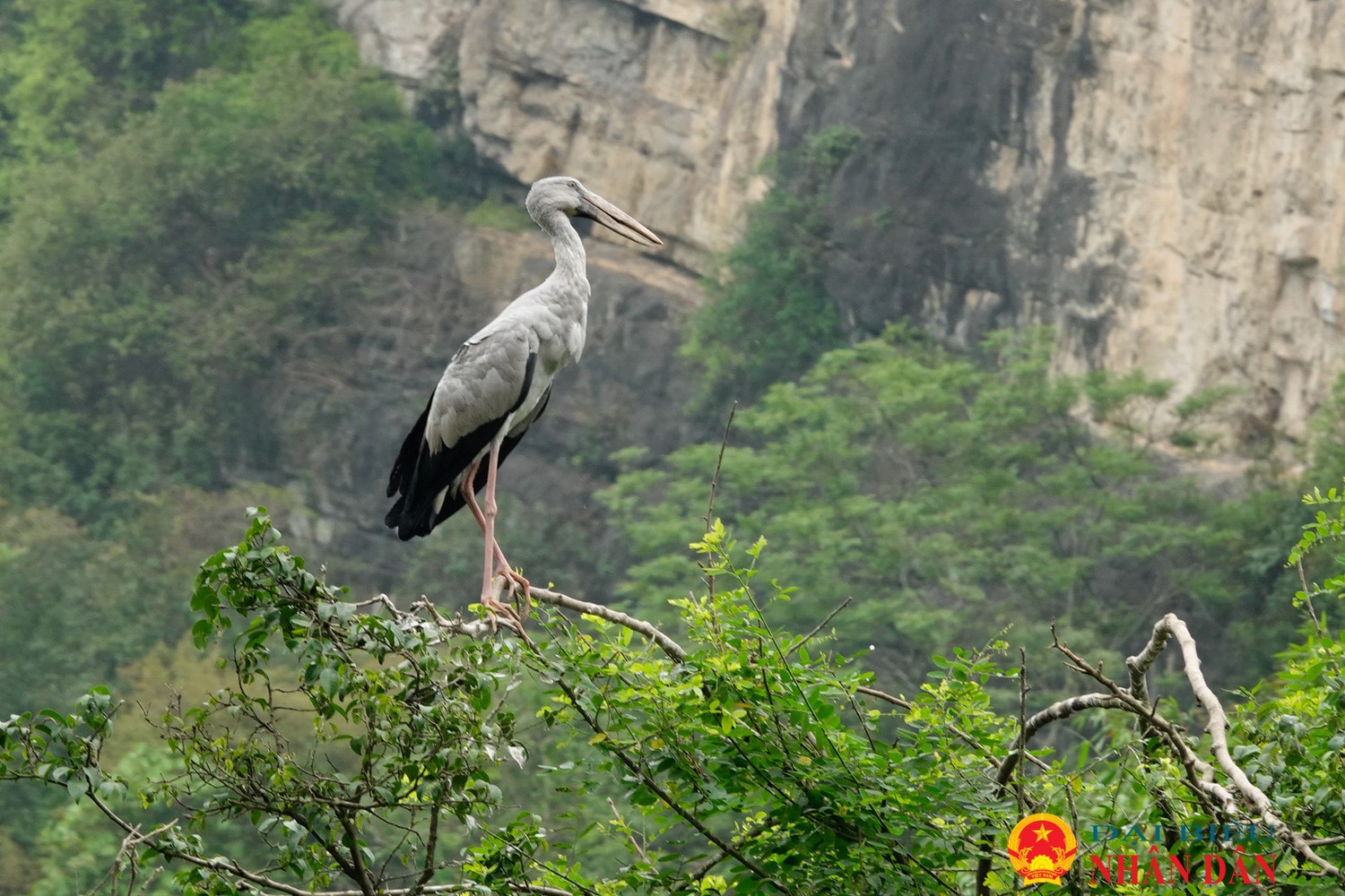 Ninh Bình: Lạc vào xứ sở các loài chim ở Thung Nham
