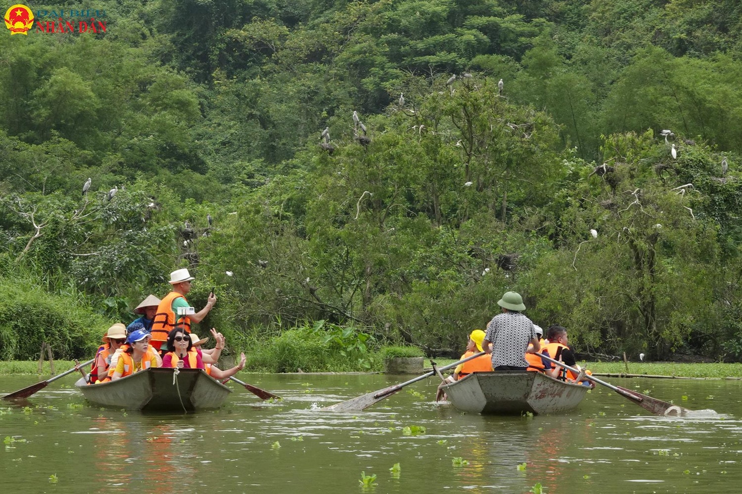 Vườn chim Thung Nham là nơi sinh sống của nhiều loài sinh vật như cò, vạc, sáo đá, chích chòe lửa, mòng két, phượng hoàng, Hằng Hạc (những loài chim quý trong sách đỏ). Ninh Bình: Lạc vào xứ sở các loài chim ở Thung Nham -0