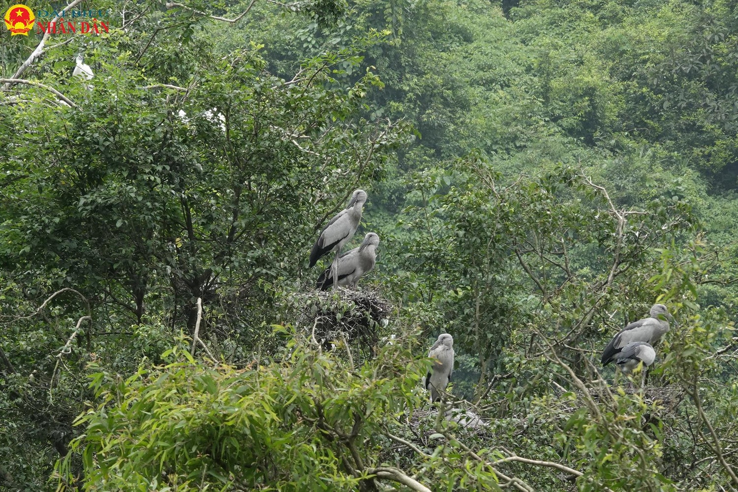 Tuy nhiên nếu muốn ngắm chim, thời gian lý tưởng nhất là vào buổi trưa hoặc buổi chiều trước khi mặt trời xuống núi. Bởi vì lúc này các loài chim sẽ đi kiếm ăn về tổ, nghỉ ngơi. Ninh Bình: Lạc vào xứ sở các loài chim ở Thung Nham -0