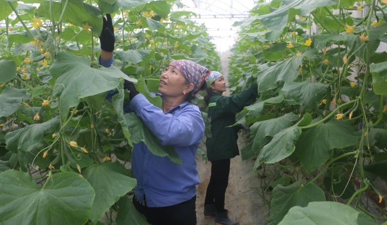 Phát triển sản xuất, nâng cao thu nhập, cải thiện đời sống người dân là nhiệm vụ trọng tâm, xuyên suốt chương trình xây dựng NTM ở Thanh Hóa 