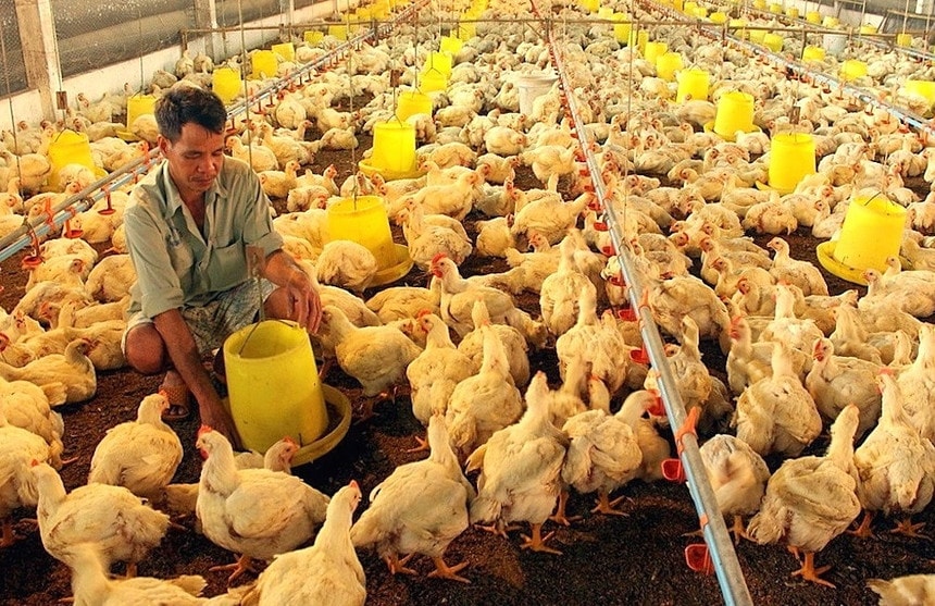 Quy định nhập khẩu lỏng lẻo, chăn nuôi gia cầm trong nước thất thế -0