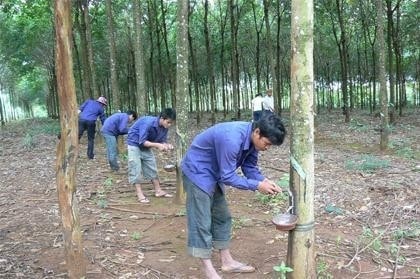 Nhiều sai phạm trong dự án trồng cao su tại Lào của Công ty Cao su TP. Hồ Chí Minh 