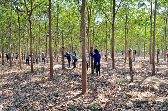 Nhiều sai phạm trong dự án trồng cao su tại Lào của Công ty Cao su TP. Hồ Chí Minh 