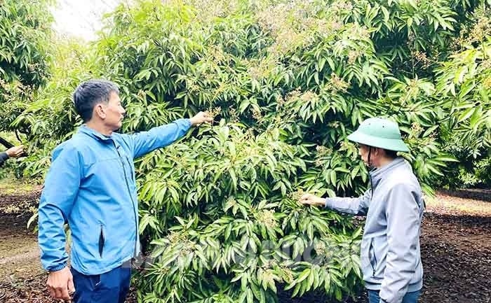 Thường trực HĐND huyện Ninh Giang dự kiến tái giám sát việc thực hiện kế hoạch chuyển đổi cơ cấu cây trồng trên đất lúa giai đoạn 2018 - 2020 - ẢNH THÀNH ĐẠT
