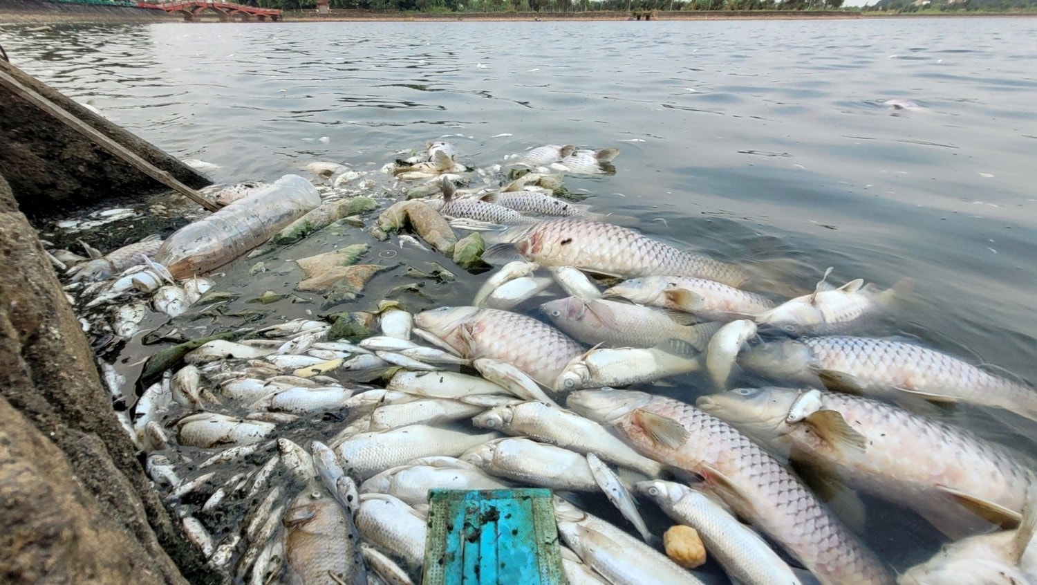 Cá chết nổi trắng hồ điều hòa lớn nhất thành phố Hà Tĩnh -0