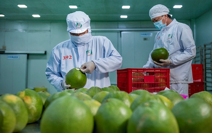 4 tháng đầu năm xuất khẩu rau quả sang Hà Lan tăng trưởng ấn tượng -0