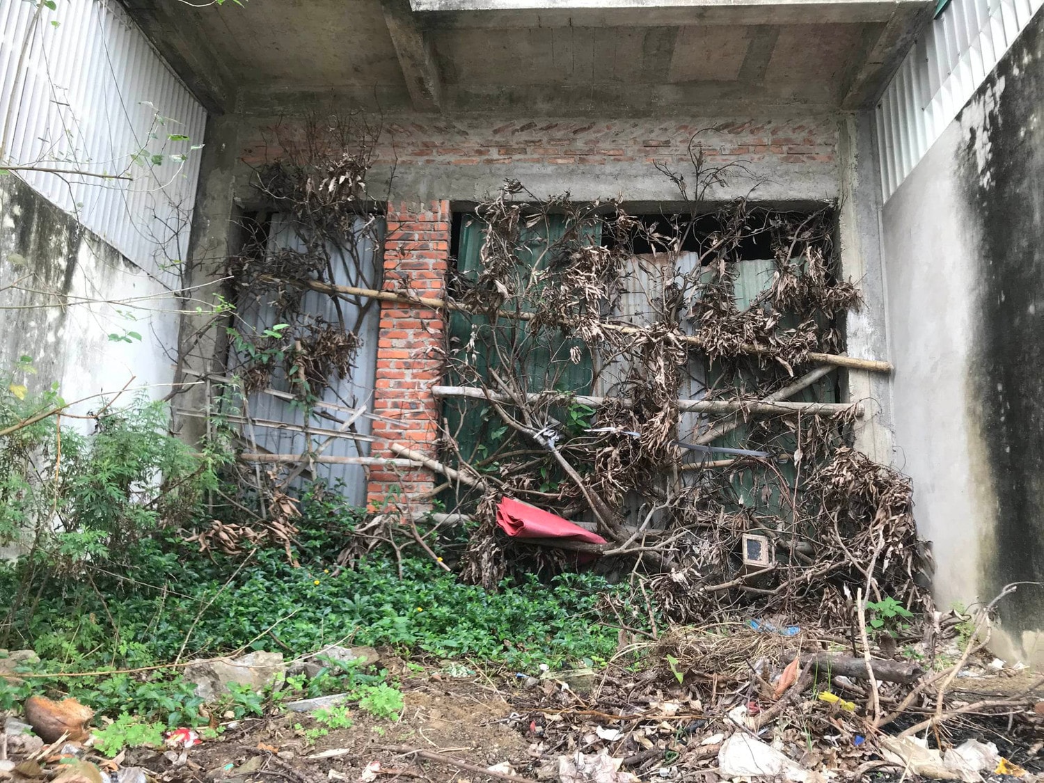Biệt thự hạng sang dùng để... nuôi lợn -0
