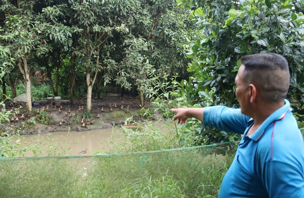 Bị nhiều tiểu thương giật nợ khi mua vải, anh Sa Lê học hỏi nghề nuôi le le Người đàn ông dân tộc Chăm làm giàu từ nghề nuôi con le le