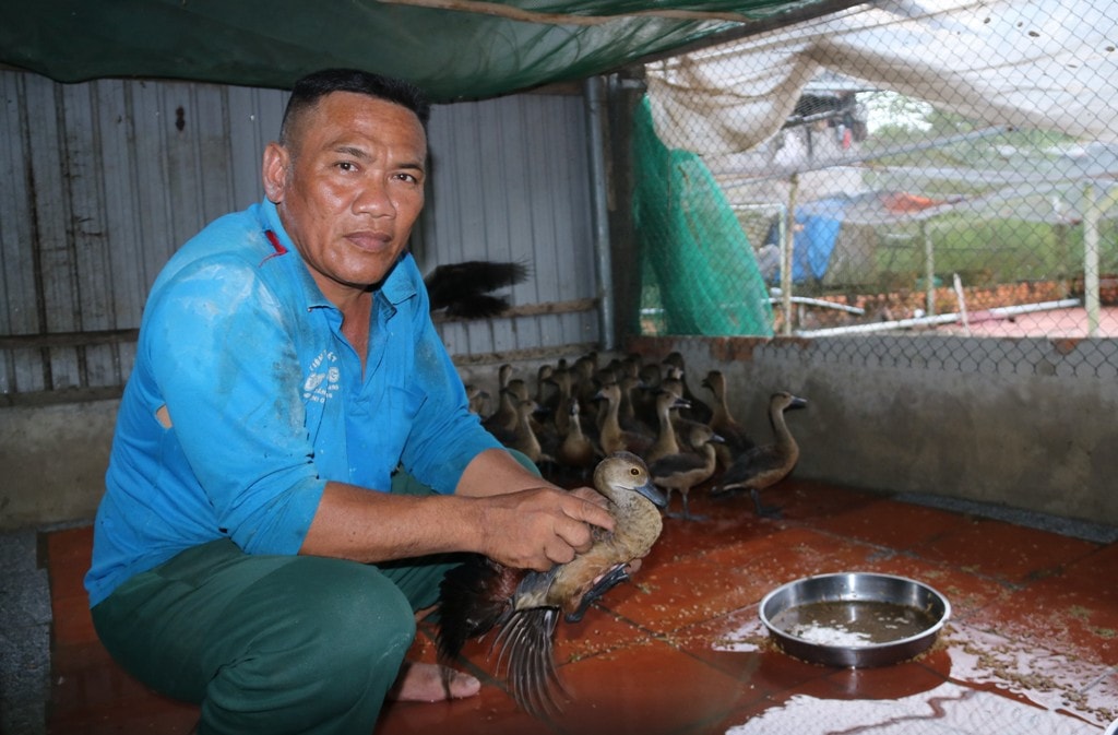 Anh Sa Lê - người đàn ông dân tộc Chăm làm giàu từ nghề nuôi con le le Người đàn ông dân tộc Chăm làm giàu từ nghề nuôi con le le