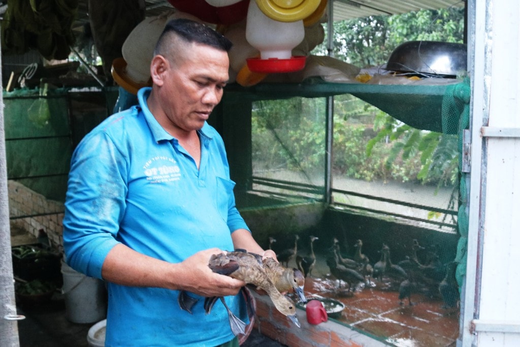 Hiện nay, ngoài việc anh Sa Lê bán le le thịt cho các nhà hàng, anh còn bán con giống, nhờ đó giúp anh thu hàng trăm triệu đồng mỗi năm Người đàn ông dân tộc Chăm làm giàu từ nghề nuôi con le le
