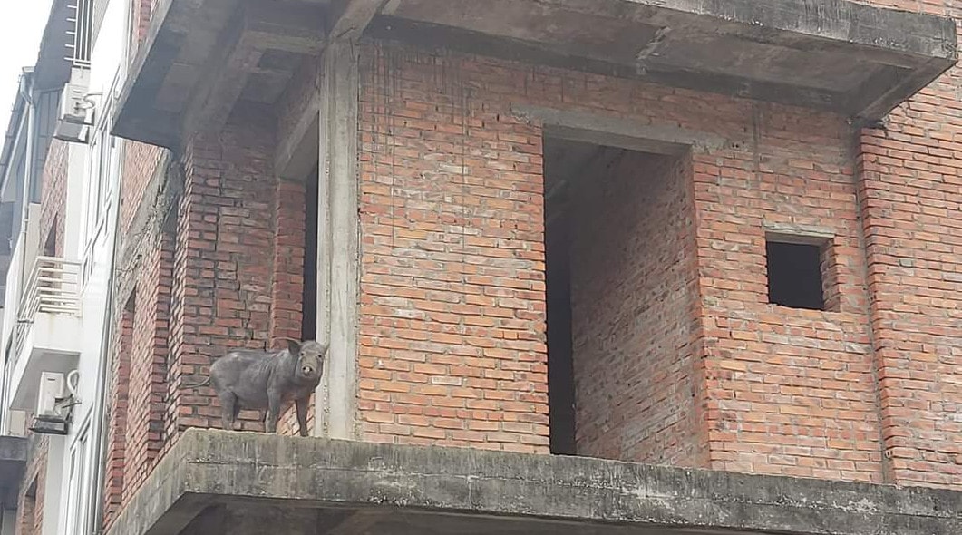 Biệt thự hạng sang dùng để... nuôi lợn -0