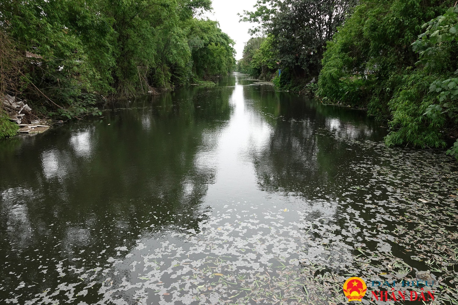Hà Nội: Người dân “kêu trời” vì trại lợn xả thải gây ô nhiễm môi trường 