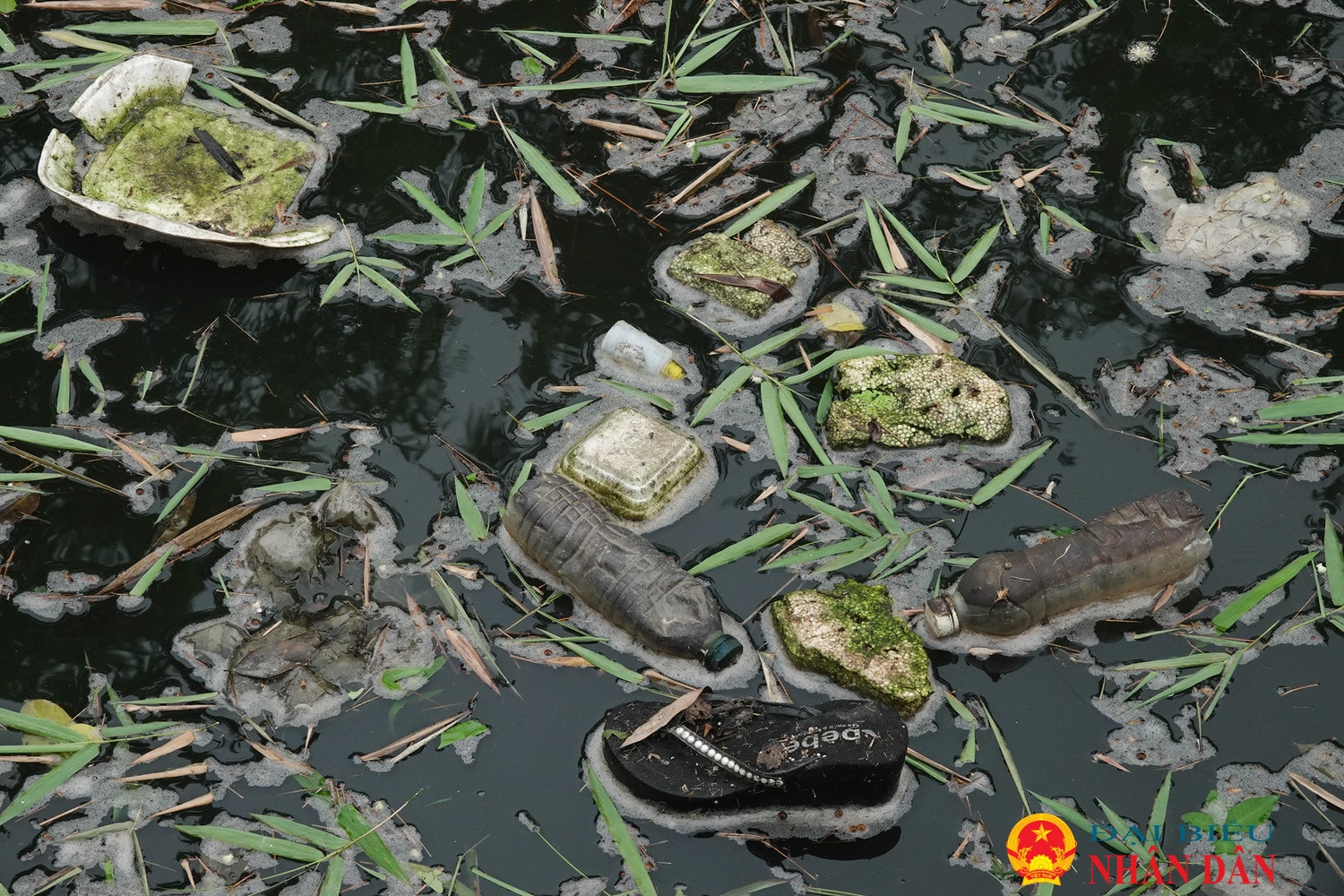 Hà Nội: Người dân “kêu trời” vì trại lợn xả thải gây ô nhiễm môi trường 