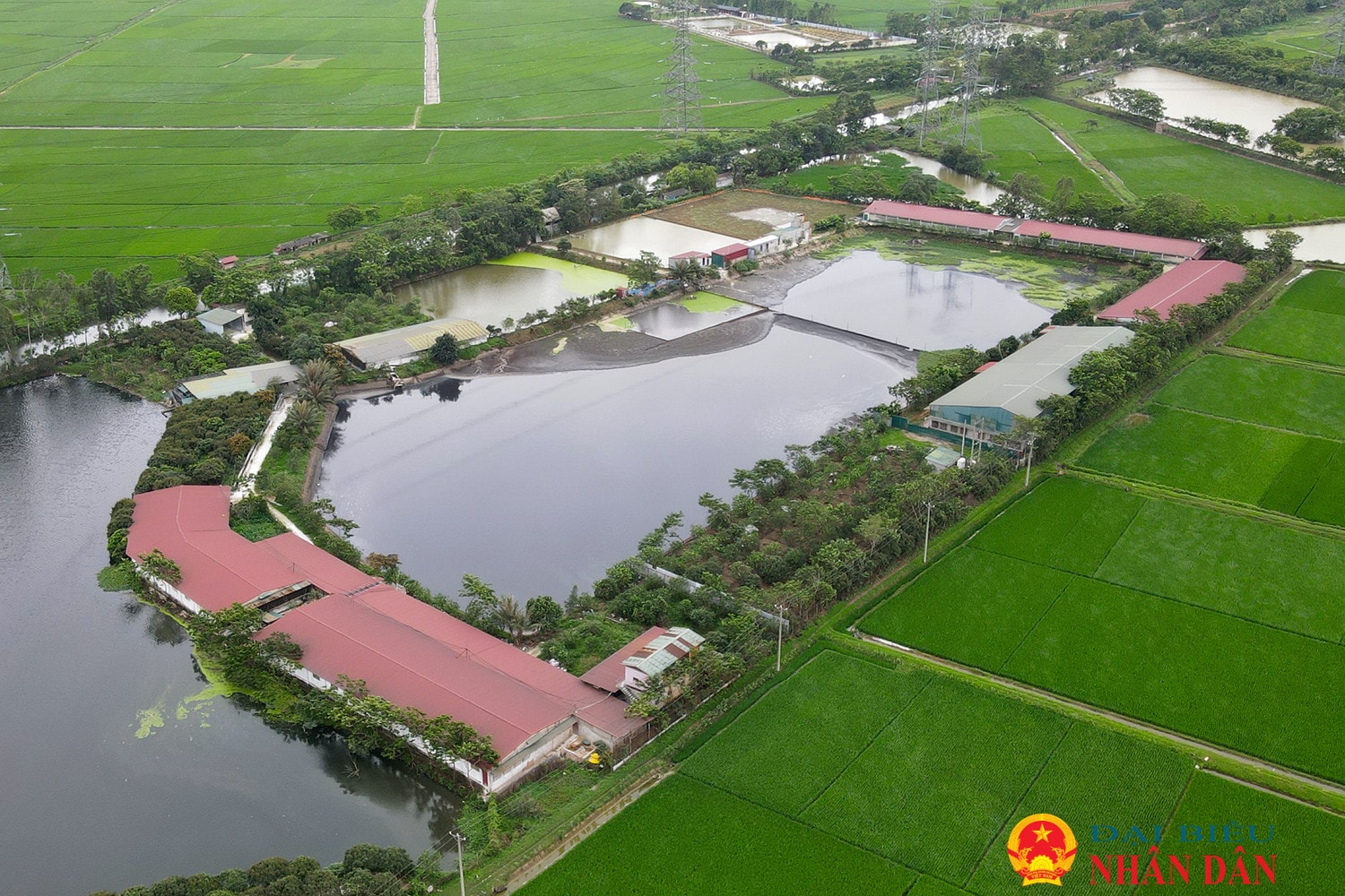 Hà Nội: Người dân “kêu trời” vì trại lợn xả thải gây ô nhiễm môi trường 