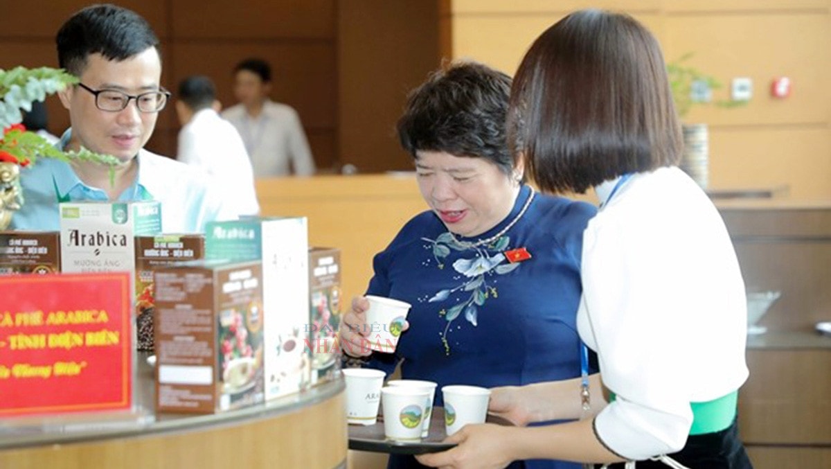 Cà phê Arabica Mường Ảng – hương vị đặc trưng núi rừng Tây Bắc