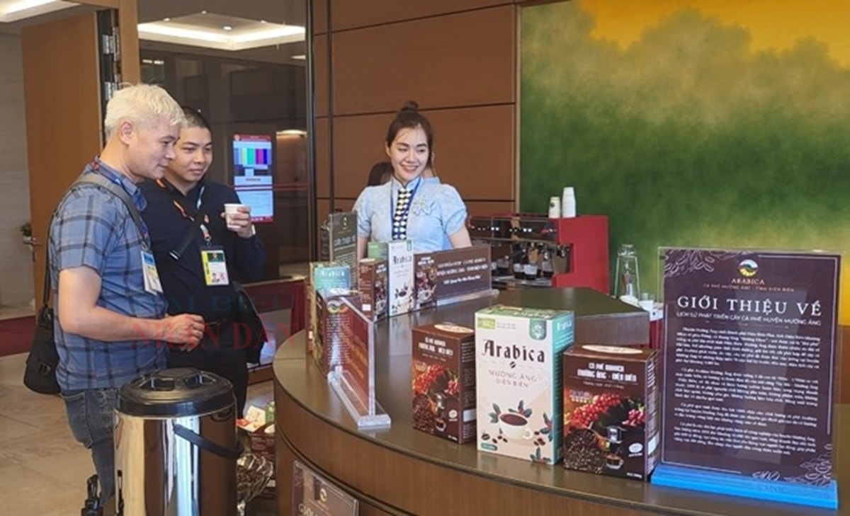 Cà phê Arabica Mường Ảng – hương vị đặc trưng núi rừng Tây Bắc
