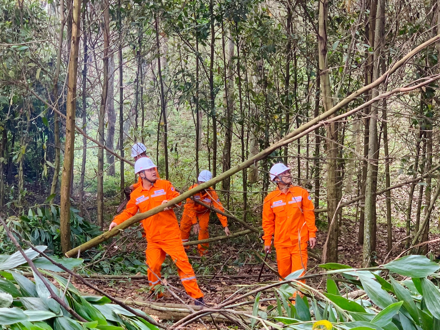 Bảo đảm hành lang an toàn lưới điện - hiệu quả không chỉ đến từ nỗ lực của ngành Điện -0