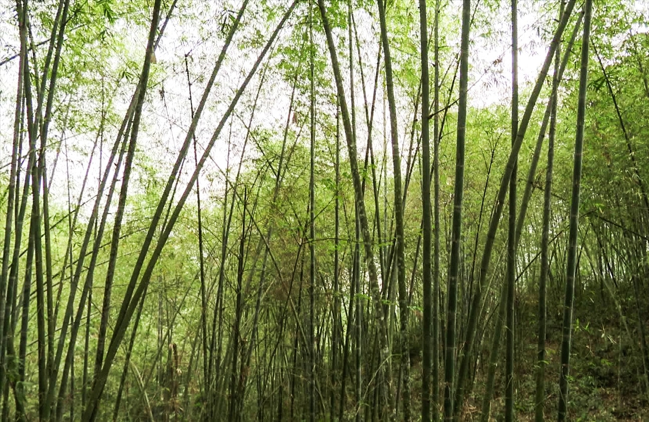 Rừng luồng ở Xã Tam Lư, huyện Quan Sơn (Ảnh: ITN)