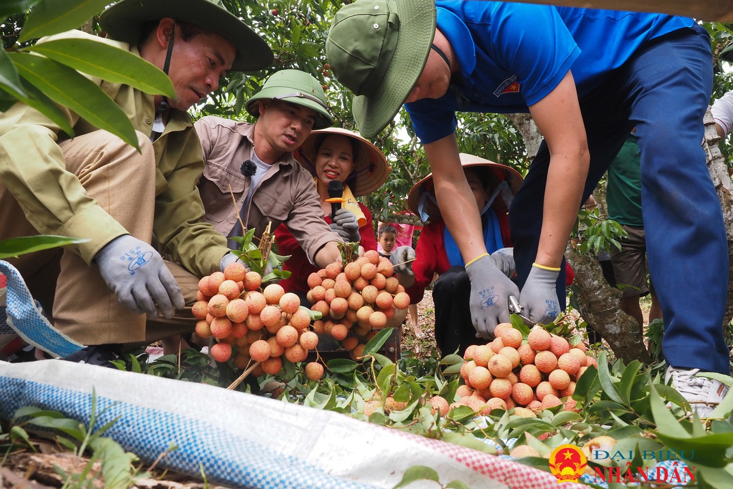 Bắc Giang: Sôi động cuộc thi hái và bó vải ở Lục Ngạn