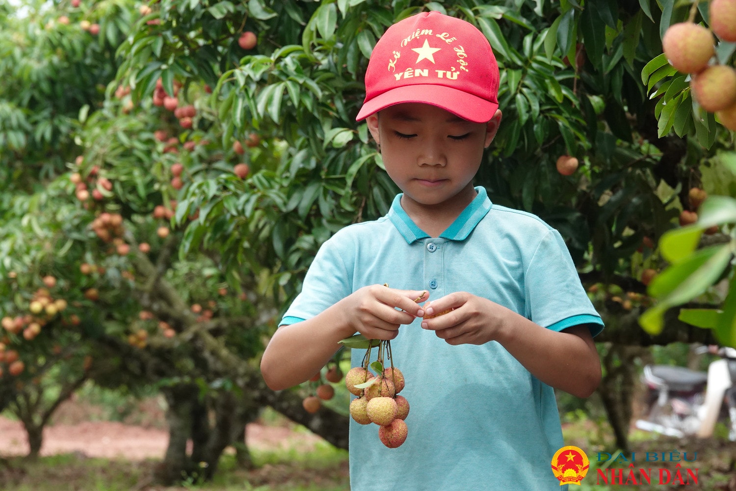 Bắc Giang: Sôi động cuộc thi hái và bó vải ở Lục Ngạn -0