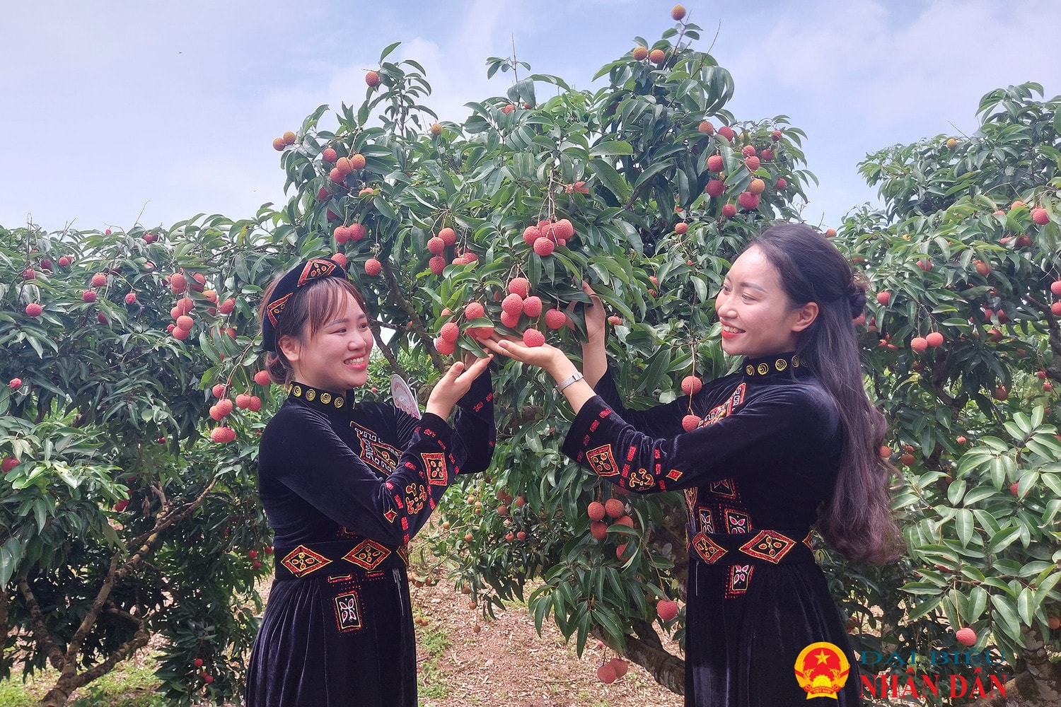 Bắc Giang: Sôi động cuộc thi hái và bó vải ở Lục Ngạn