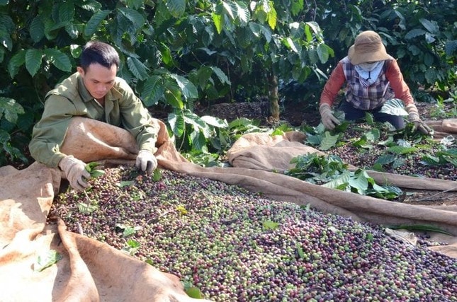 Hiệu quả từ chính sách giảm nghèo hộ gia đình ở tỉnh Đắk Nông - ẢNH THANH HUYỀN