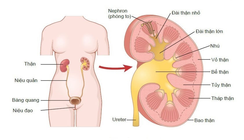 Tiểu đau, táo bón là một trong các triệu chứng của ung thư đường tiết niệu -0