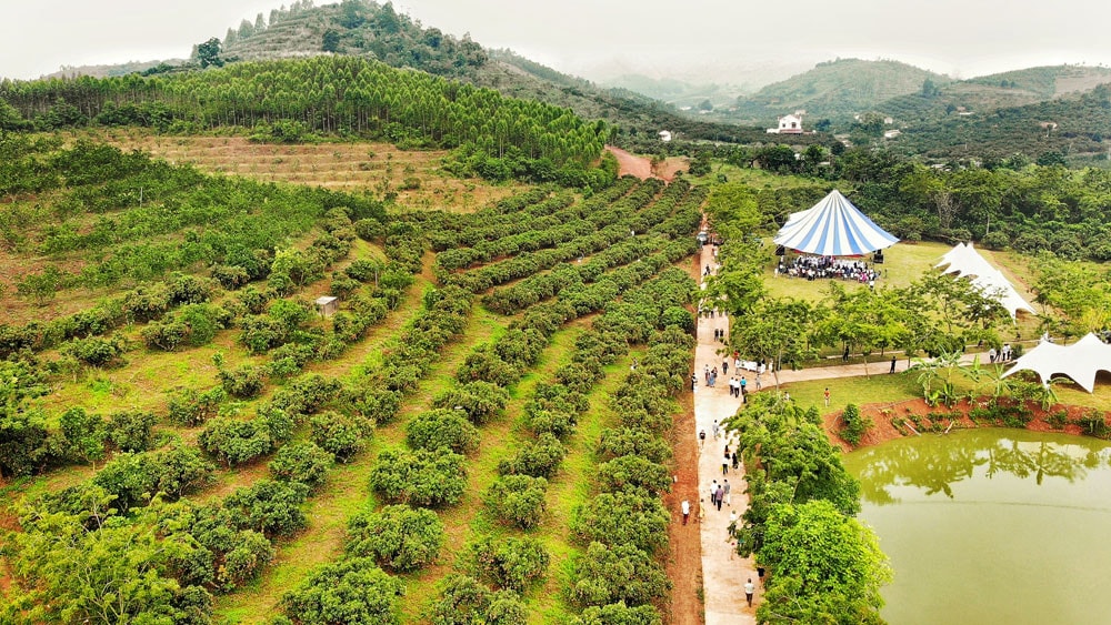 Về Lục Ngạn, Bắc Giang thưởng thức tour du lịch hái vải đêm giá rẻ -0