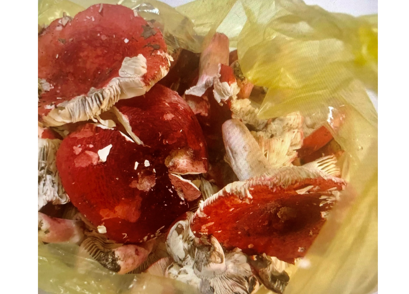 Người đàn ông ngộ độc vì ăn nấm mua ở chợ -0