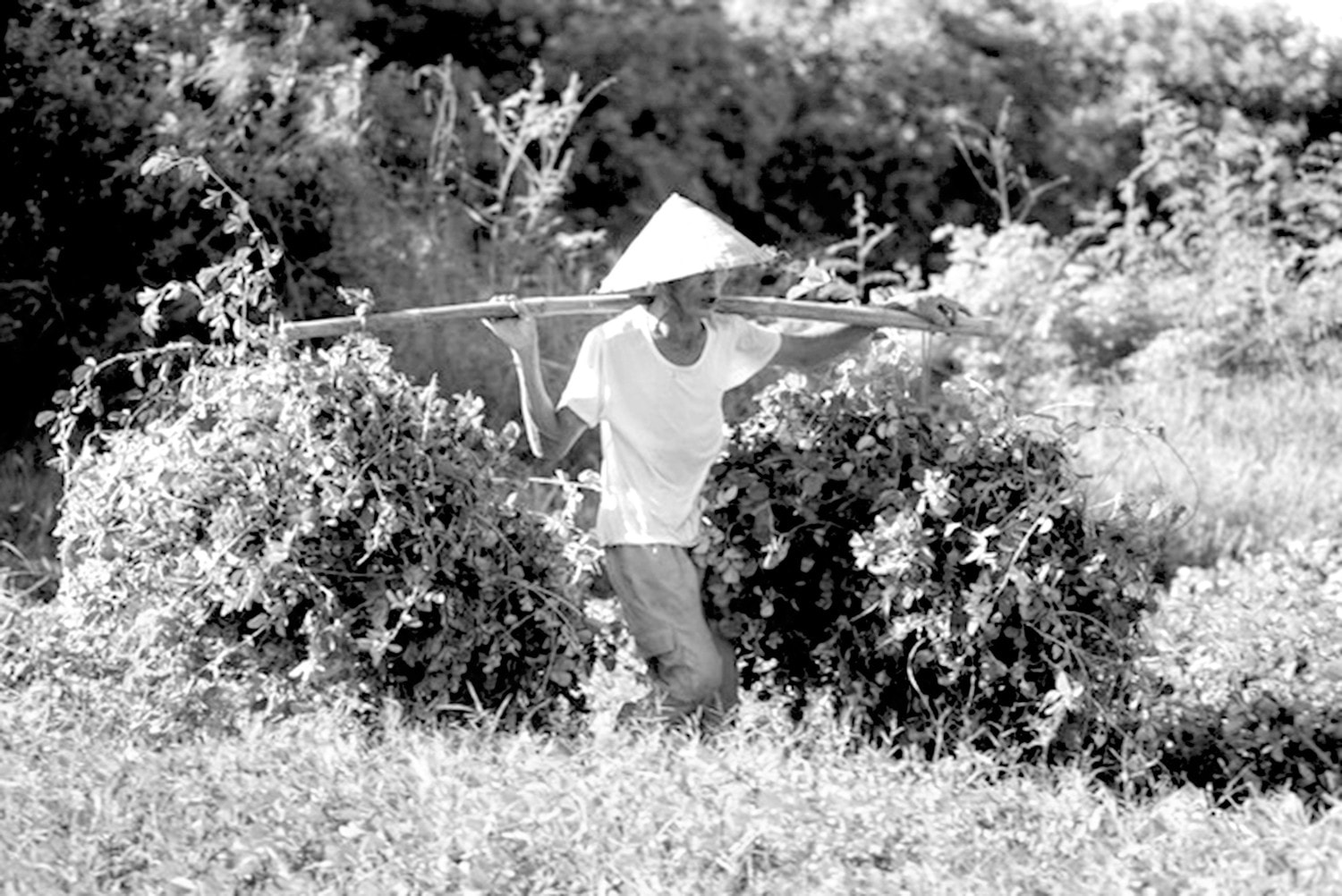 Làm giàu từ cây dược liệu -0